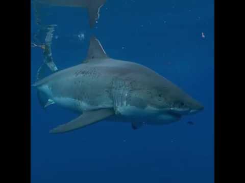 Pregnant Great White Shark Passes in Front of Camera