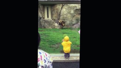 Terrifying Moment Lion Wants To Make Little Child Their Food! OMG