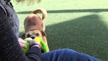 Adopt Beemers! 1 yr. Fun Playful Shelter Dog Looking For a Loving Home!