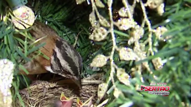 Casal de tico-ticos faz ninho em árvore de Natal de família de São Carlos: Assista!