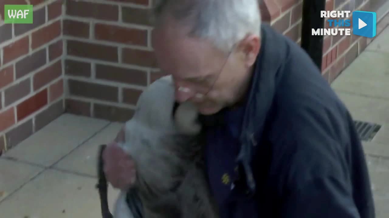 Rescuers Help Goose with Injured Leg