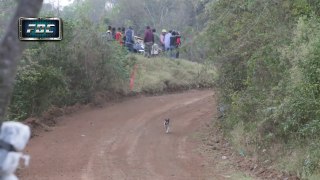 Un chien a eu la chance de sa vie lors d'un Rallye en Bolivie !