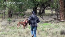 Ja si zihet nje njeri me nje kanguri