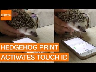 Hedgehog Successfully Tests iPhone Touch ID