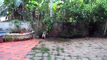 Dog And snake fighting