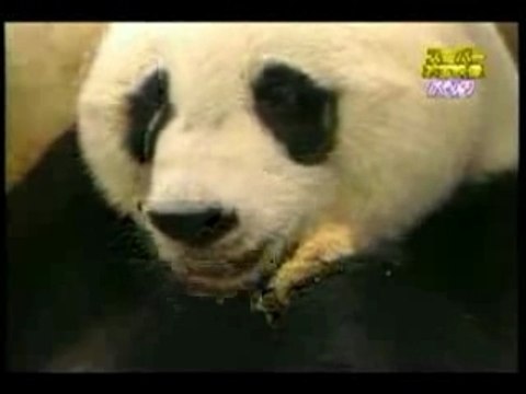 Baby Panda Sneezes