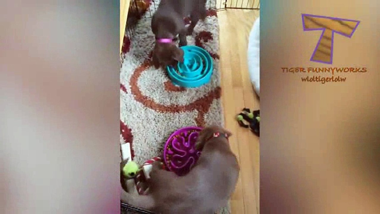 animals funny-dog_6