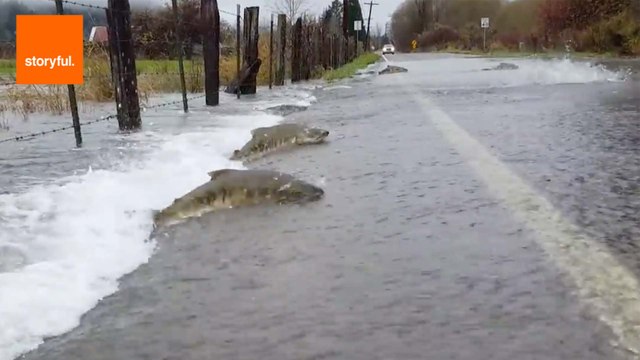 Salmon Swim Across Flooded Road