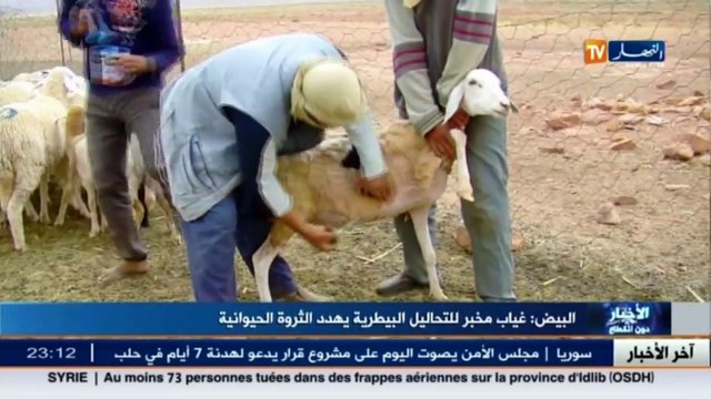 البيض غياب مخبر للتحاليل البيطرية يهدد الثروة الحيوانية