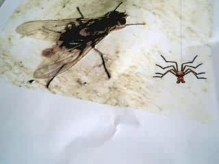 La jolie petite mouche le retour.