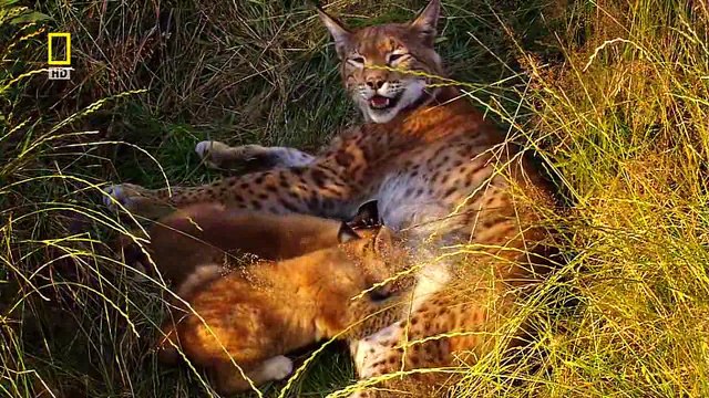 Дикая природа России 4. Кавказские горы