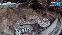 GoPro Catches Rattlesnake Striking in Slow Motion