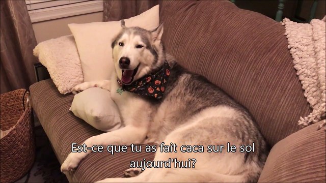 Ce chien Husky nie avoir fait caca partout dans la maison. Alors, coupable ou pas?