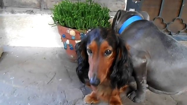 Ces chiens se font gronder par leur maître... A mourir de rire !