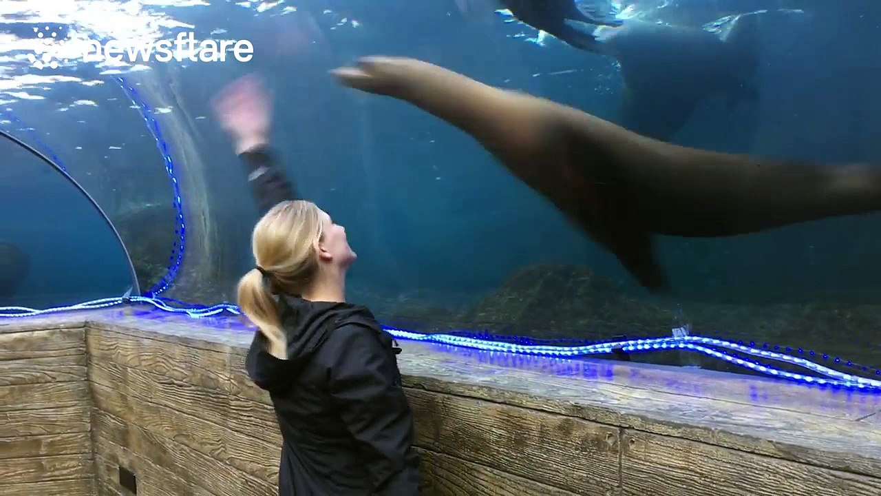 Woman plays with sea lion at St Louis zoo