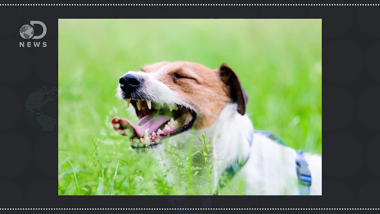 Nu o să-ți mai lași CÂINELE să te LINGĂ vreodată pe față după ce VEZI acest videoclip... Privește ce se poate întâmpla!