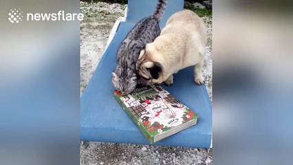 Cat and pug open advent calendar