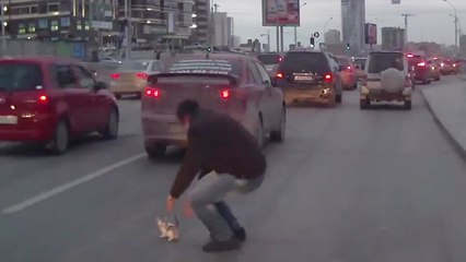 Un chaton manque de se faire écraser