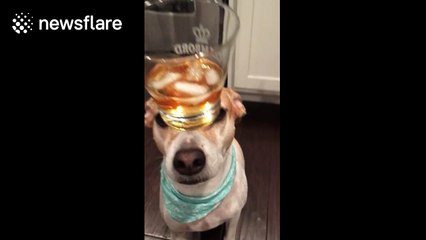 Dog balances whiskey tumbler on his nose