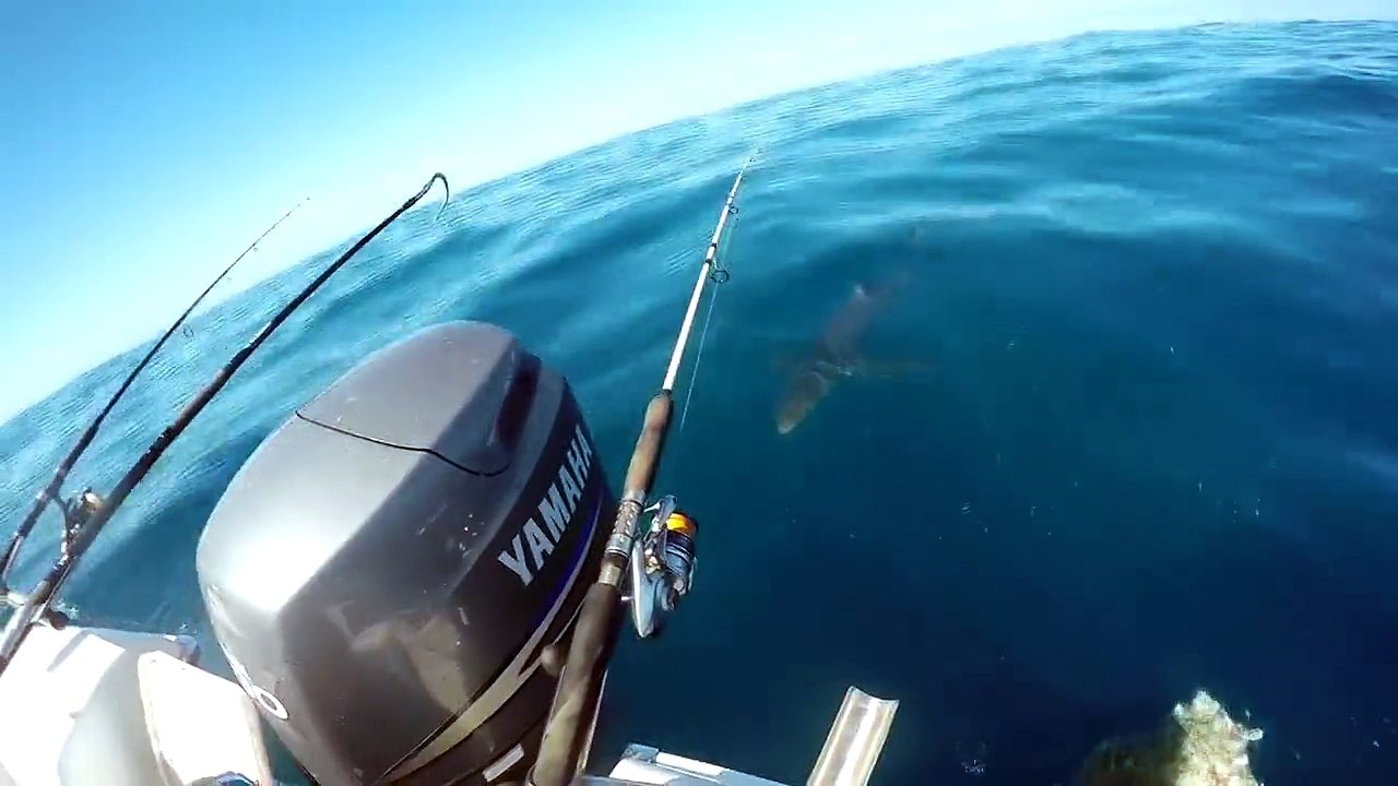 Il saute sur un requin depuis un bateau