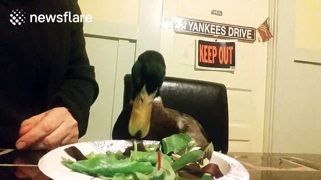 Pet duck devours salad before jumping on his plate