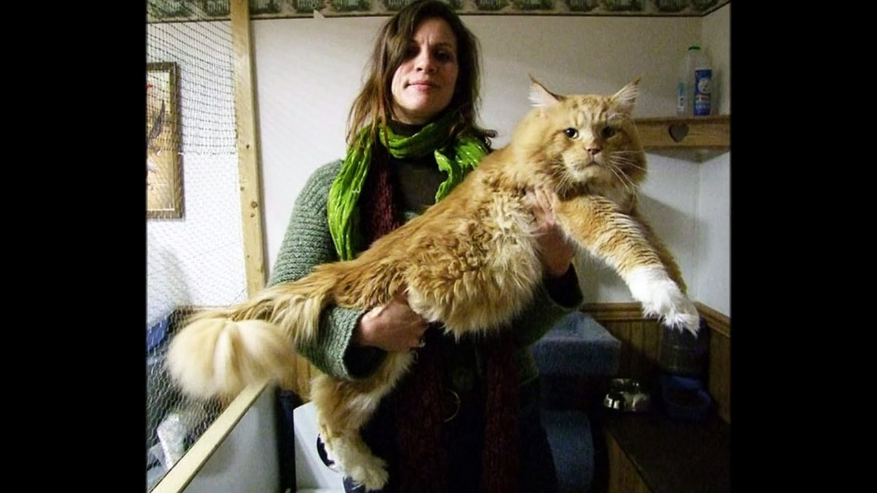 great cats #11
