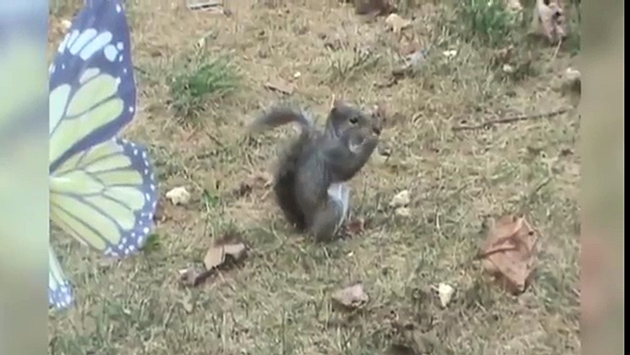 Cet écureuil ne peut se retenir après avoir goûté à la noix la plus savoureuse du monde.