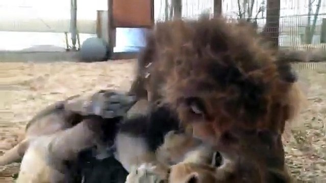 Deux frères lions libérés d’une vie de cruauté s’embrassent l’un l’autre.