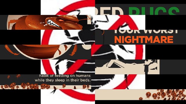 Bed Bugs How to Get Rid Of Them