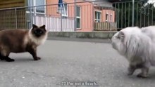 "Conversation" houleuse entre deux chats. A mourir de rire !