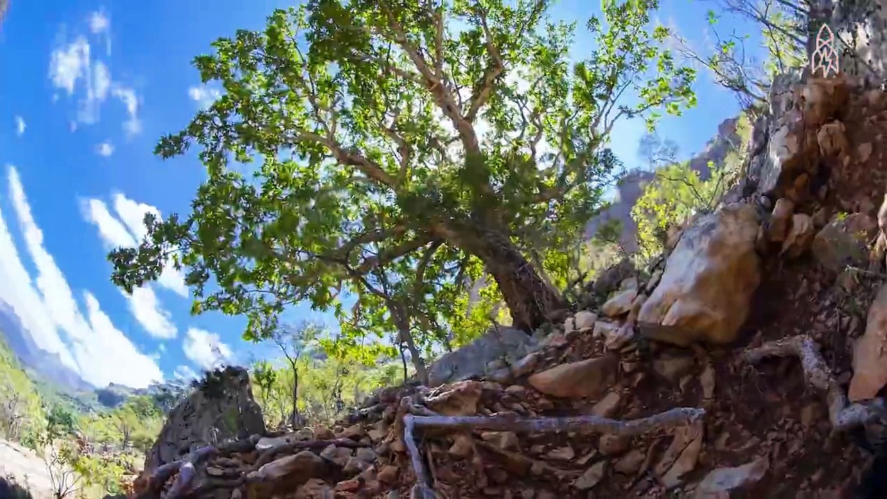 Socotra Island is a breathtaking and weird place