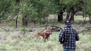 Man punches a kangaroo in the face to rescue his dog (Original HD)