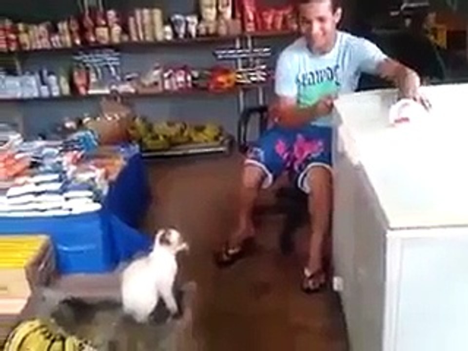 cat catch machine