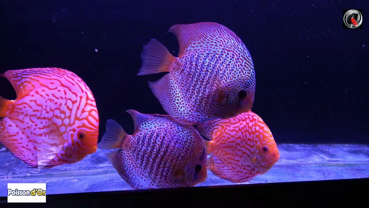 poisson d'or a eu 45ans