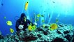 Scuba Diving Encounters: Diving The Forbidden Island — Ni’ihau, Hawaii