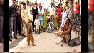 Funny Monkey Vs Dog,Funny Video 2016,Funny Competition 2016