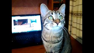 Funny Cats Compilation - Best Funny Cat Videos Ever #241