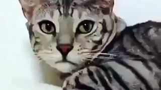MOST CUTE CAT FUNNY VIDEOS