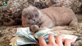 Money loving Cat