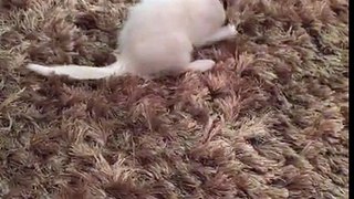 Funny cat  videos (Honey is playing ❤️day 1