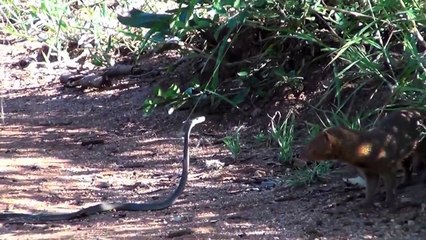 Mongoose vs Black Mamba
