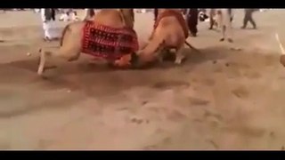 Two camels terrible fighting