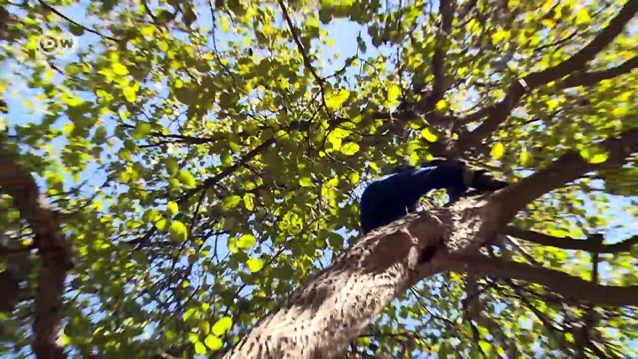 Walnussernte in kirgistan | wirtschaft