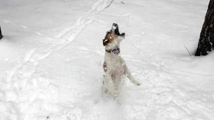 Dog clearly in doggy heaven with heavy snowfall