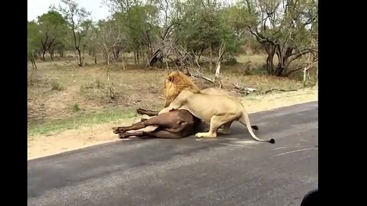 15 CRAZIEST Animal attacks Caught On Camera #2 - Most Amazing Wild Animal Attacks