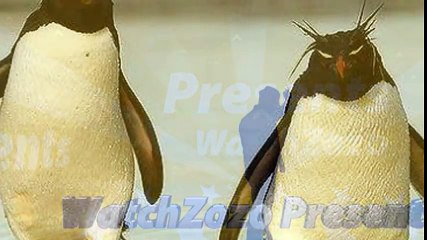 Watch Top 10 Pictures Of Funny Penguins 2016