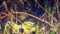 Most Amazing Wild Animal Attack #1  World s Biggest #Anaconda Found in Amazon River