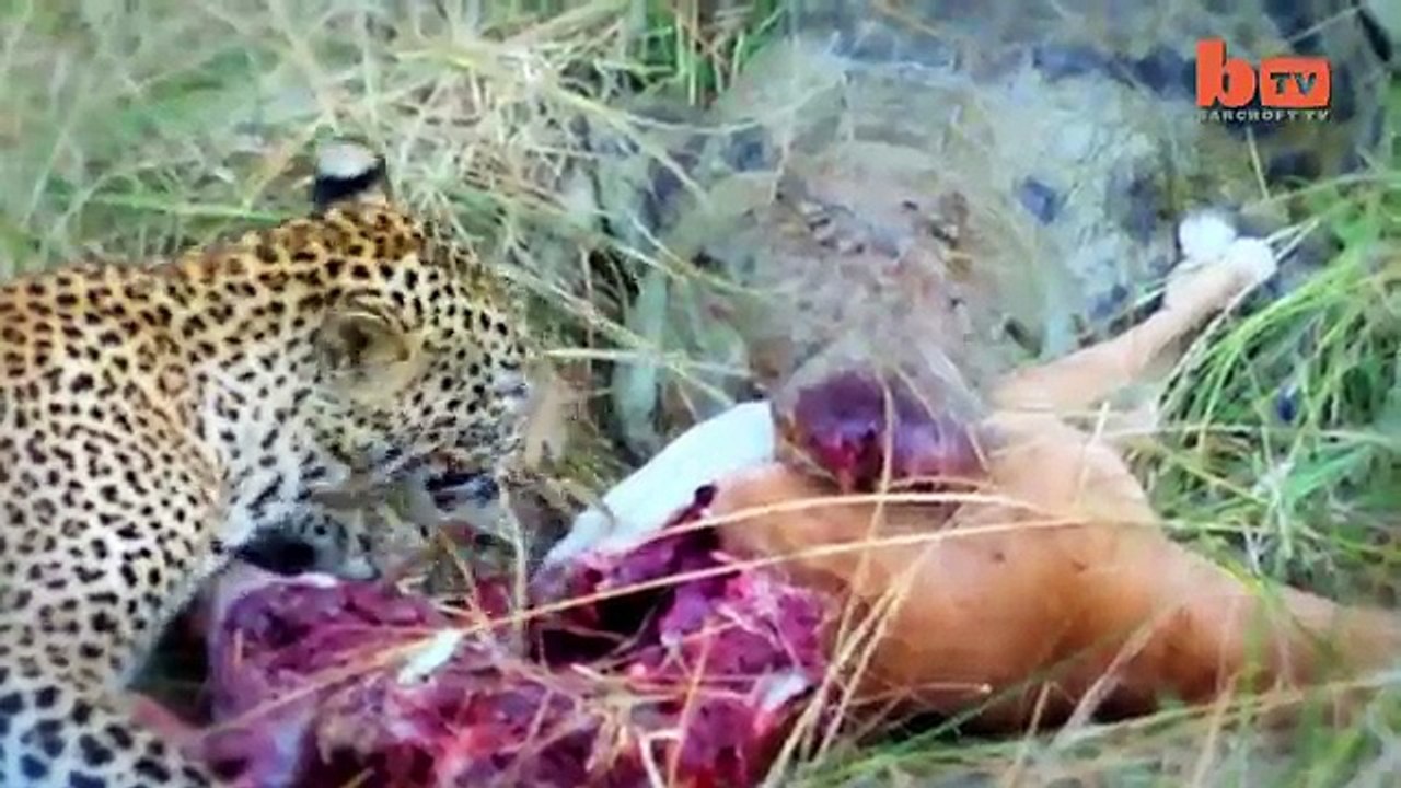 Crocodile Vs. Leopard  Fight For Impala
