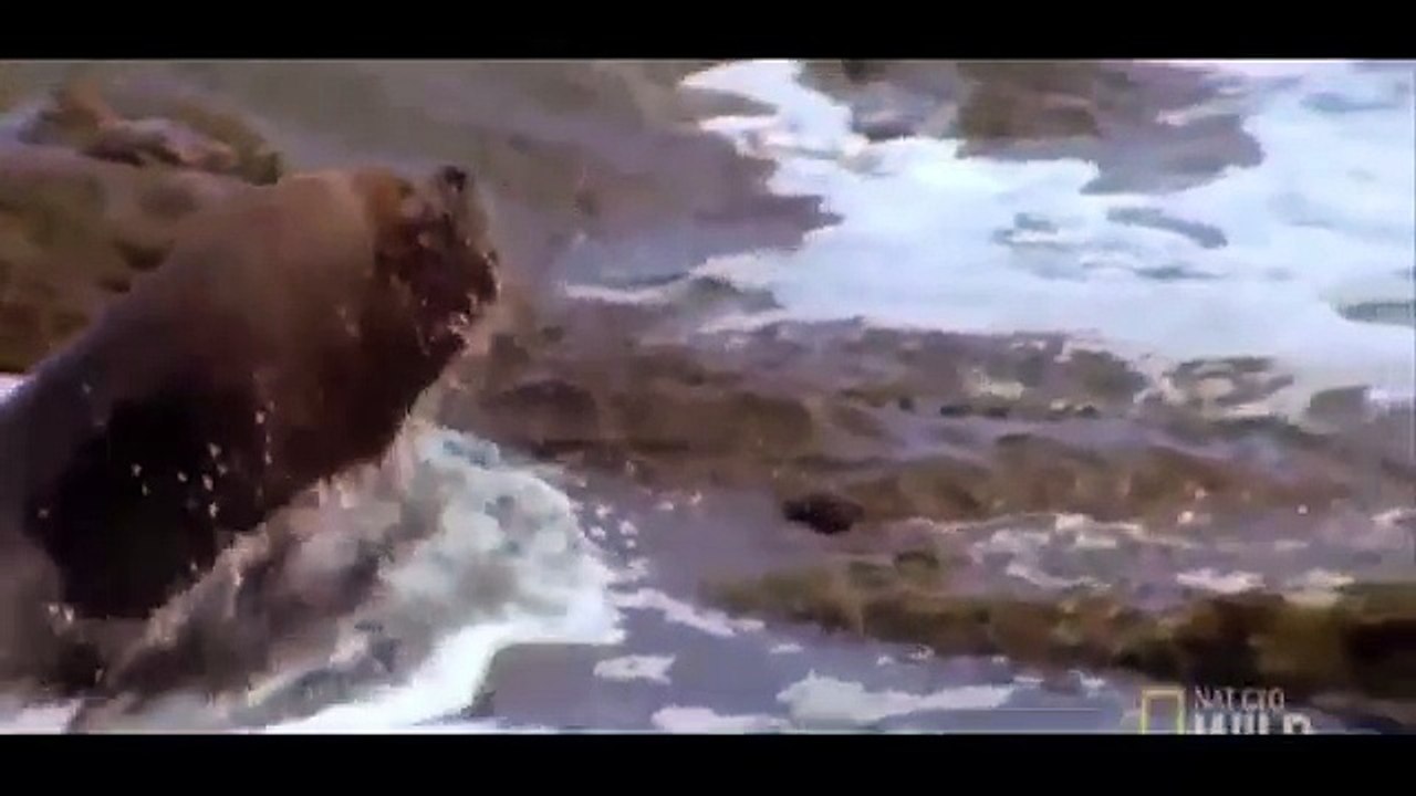 Extreme animal attacks on humans [ WATER EDITION ]