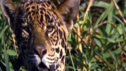 Jaguar Attacks Crocodile   Incredible Animal Attack   Video